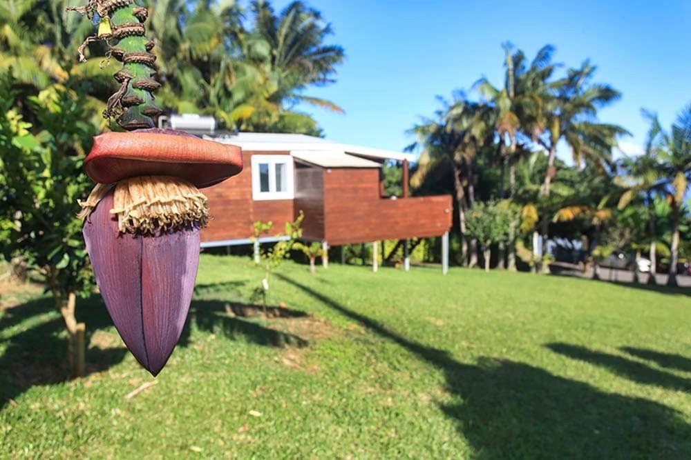 L'Escapade Creole Jacuzzi Privatif Bungalow Ananas Saint-Joseph Luaran gambar